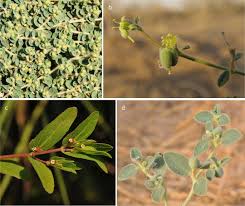 Image result for Euphorbia polycnemoides