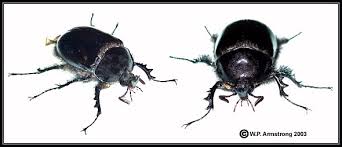 Beetles