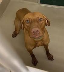 Favorite this post jul 6. Duluth Mn Vizsla Meet Gus A Pet For Adoption Duluth Mn Vizsla Meet Gus A Pet For Adoption Like Our Facebook Https I Pet Adoption Dog Adoption Vizsla