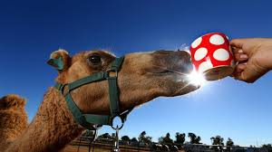 October in the uae brings two things: Outback Travel 2019 Camels In Brisbane Cbd To Celebrate Outback Tourism The Courier Mail