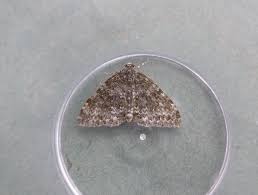 Image result for Entephria caesiata