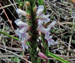 Image result for Striga bilabiata