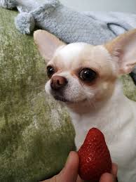 Pin By Sadika Fakir On My Chihuahua Friends Baby Chihuahua Chihuahua Puppies Pet Dogs Puppies