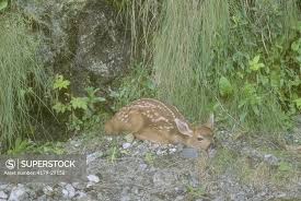 Mule Deer (Odocoileus hemionus), spotted fawn