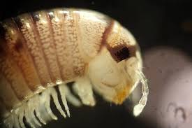 Image result for Cylindropsis