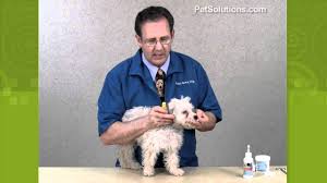 You can't, you can only minimize them by taking a soft wash cloth wet with warm water, and gently clean the area that's been stained on a daily basis. Petsolutions Remove Tear Stains From Your Dog Youtube