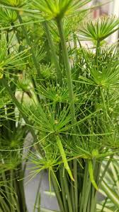 Image result for Cyperus fischerianus