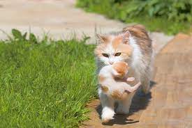 What Does It Mean When You Dreaming About Kittens Sign Meaning