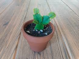 Image result for cactus cuttings