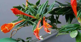 This one has much darker foliage and is truly stunning. Goldfish Plant Care How To Grow Columnea Gold Fish Plants