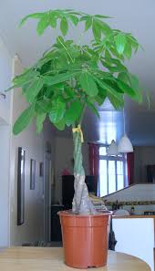 Image result for Pachira