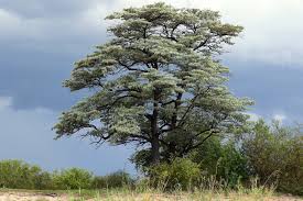 Image result for Terminalia brachystemma ×  sericea