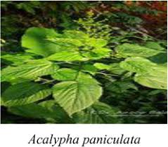 Image result for Acalypha bipartita