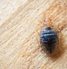 Bed bugs, or cimicidae, are small parasitic insects. Bed Bug Exterminator Baton Rouge La Bug Ninja Pest Control