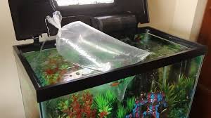 The ph changing chemicals work for a limited time and have the potential to cause sudden ph changes, which are very stressful for the fish. How Long Do You Let Water Sit Before Putting Fish In Aquaria Passion