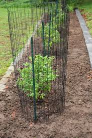 Maybe you would like to learn more about one of these? Before And After Planting A Blueberry Bush Garden In My Yard Blueberry Bushes Berry Garden Fruit Bushes