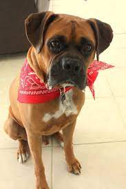 Maybe you would like to learn more about one of these? Boxers In Need Tampa Fl Home Facebook