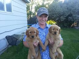 Golden retriever puppies idaho for sale. Lish Kennels Golden Retrievers For Hunting And Home