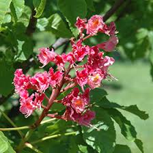 Pink, red shape or form: O Neills Red Horse Chestnut Aesculus X Carnea O Neills Red In Columbus Dublin Delaware Grove City Gahanna Bexley Ohio Oh At Oakland Nurseries Inc