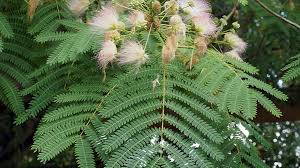 Image result for Albizia petersiana