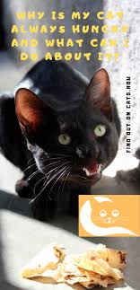 It turns out, some of the reasons are psychological (any cat owner will tell you just how big cat personalities can be!) but others can be a real sign of disease. Why Is My Cat Always Hungry And What Can I Do About It This Condition Can Often Fly Under The Radar Some Cat Owners Even Find Cats Always Hungry Cat Behavior