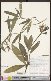 Image result for Dolichos trinervatus