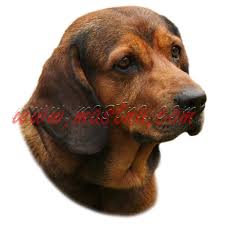 Image result for alpský brakýř jezevčíkovitý