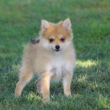 The chihuahua and pomeranian mix is a popular breed of dog. Pomchi Puppies For Sale Greenfield Puppies