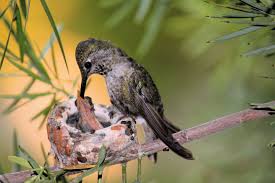 We did not find results for: How To Identify A Bird Nest