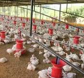 Gallinero grande económico con corral | Consejos para ...