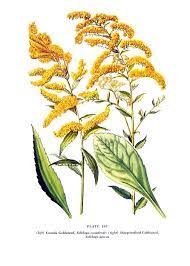 Canada Goldenrod Sharp Toothed Goldenrod Flowers Botanical Print 1954 Vintage Book Page 11 X 8 Wildflower Drawing Goldenrod Flower Plant Drawing