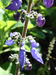Image result for Plectranthus chimanimanensis