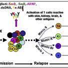 La Acumulacion De Diversos Autoanticuerpos Como Respuesta A La Mimica De Linfocitos T Autorreactivos Genera Autoan Antigen Presenting Cell T Cell Immune System