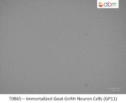 Immortalized Goat GnRH Neuron Cells (GP11) | Applied Biological Materials  Inc.