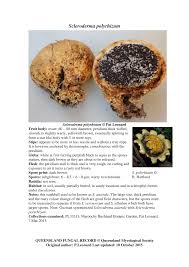 Image result for Scleroderma polyrhizon