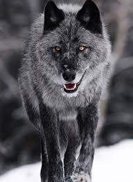 Black And Grey Wolf Drawing Pin By Glen Lyle On Canis Lupus Wolf Pictures Black Wolf Wolf Dog