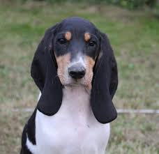 Image result for švycký honič