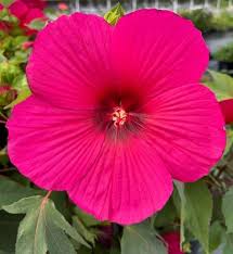 Image result for Hibiscus barbosae