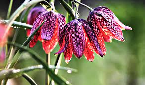 Fritillaria meleagris, denumită popular laleaua pestriță, este o plantă cu flori din familia liliaceelor ce se găsește extinsă în eurasia. DescoperÄƒ Romania Laleaua PestriÅ£Äƒ È™i Lupta Ei Pentru SupravieÈ›uire Editia De Dimineata