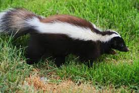 The striped skunk (mephitis mephitis) is a skunk of the genus mephitis that occurs across much of north america, including southern canada, the united states, and northern mexico. Humboldt S Hog Nosed Skunk Wikipedia