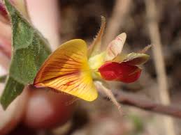 Image result for Rhynchosia kilimandscharica