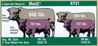 Maxq Tall Fescue Pasture Grass Costs Less More Cattle