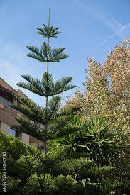 Image result for Araucaria columnaris