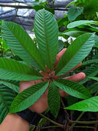 Image result for Heritiera