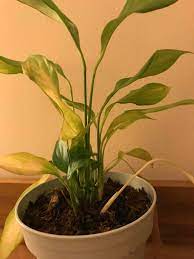 Give your peace lily some time and a bit of extra care and it will reward you with new growths that are a healthy green. Why Are The New Leaves Of My Peace Lily Smaller Than Old Ones Gardening Landscaping Stack Exchange