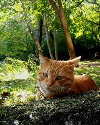 Hatice Uysal Adli Kullanicinin Ilginc Kedi Pozlari Panosundaki Pin Kedi
