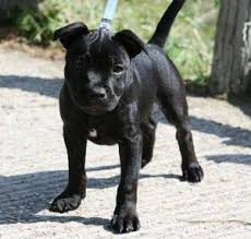 American Staffordshire Bull Terrier Black And White Black Staffy Pitbull Terrier American Pitbull Terrier Black Pitbull Puppies