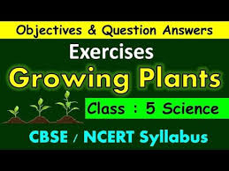 Growing Plants Class 5 Science Exercises Question Answers Cbse Ncert Syllabus Worksheet Youtube S In 2020 Syllabus This Or That Questions Plant Lessons