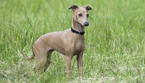 Our mission is to preserve and protect the unique qualities of our breed and to share our knowledge with others. Italian Greyhound Dog Breeds Purina Australia