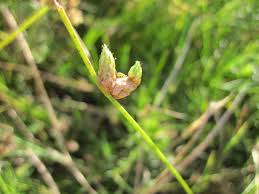 Image result for Schoenoplectiella juncea